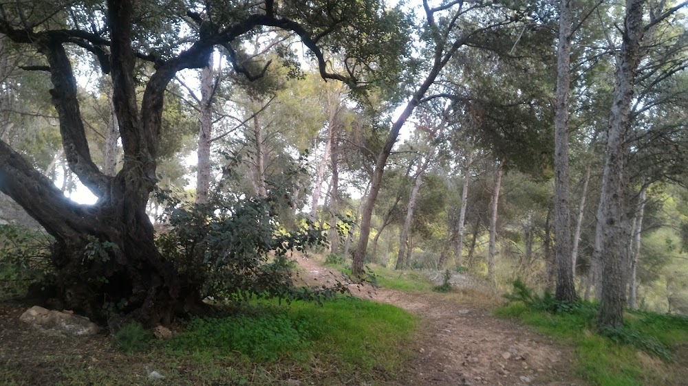 CENTRO DE DÍA PARA MAYORES ENFERMOS DE ALZHEIMER DE MALAGA — residencia de mayores en Málaga (foto 3)